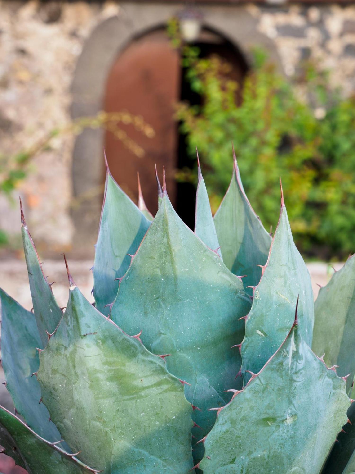 Podere Dell'Etna Segreta - Essential Nature Hotel & Glamping Biancavilla Exterior photo